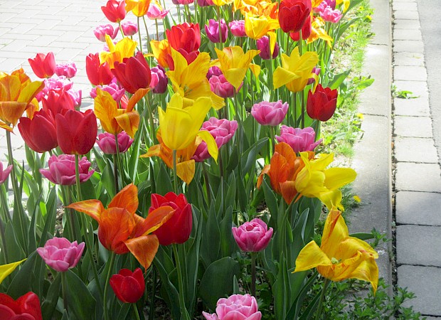 Einladung zum Tulpenfest